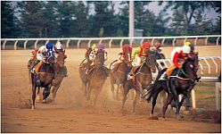 Horse Races