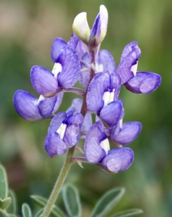 Bluebonnet by T.Freitag