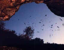 Eckert James River Bat Cave. Click to enlarge. Eckert James River Bat Cave