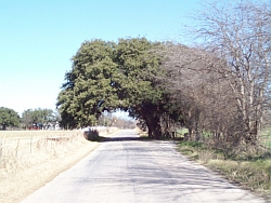 Wedding Tree