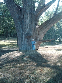 A HUGE cypress tree in Utopia along the Sabinal