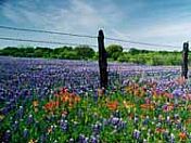 Wildflower Capital of the Hill Country