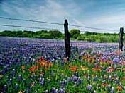 Brilliant Widlflowers in the Hill Country