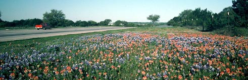 Wildflowers