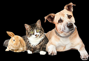 Pets, Vets, Animals Services & Supplies in Texas (TX) Hill Country