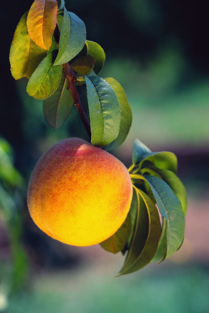 Peaches in the Hill Country