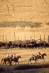 Hill Country Trail Ride