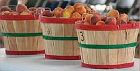 Fresh Stonewall Peaches At Roadside Stand Fresh Stonewall Peaches At Roadside Stand