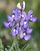 Bluebonnet =